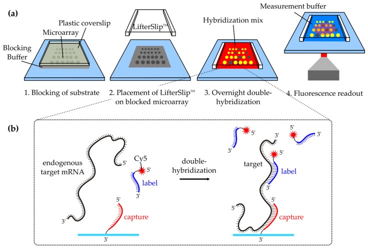 A Double-Hybridization Approach for the Transcription- and Amplification-Free Detection of Specific mRNA on a Microarray.