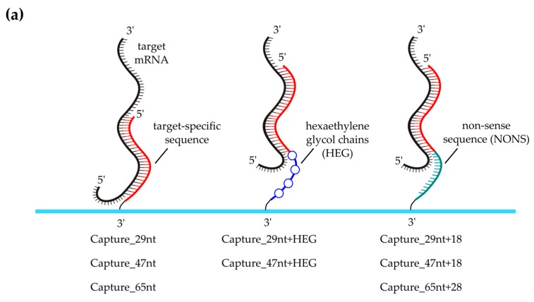 A Double-Hybridization Approach for the Transcription- and Amplification-Free Detection of Specific mRNA on a Microarray.