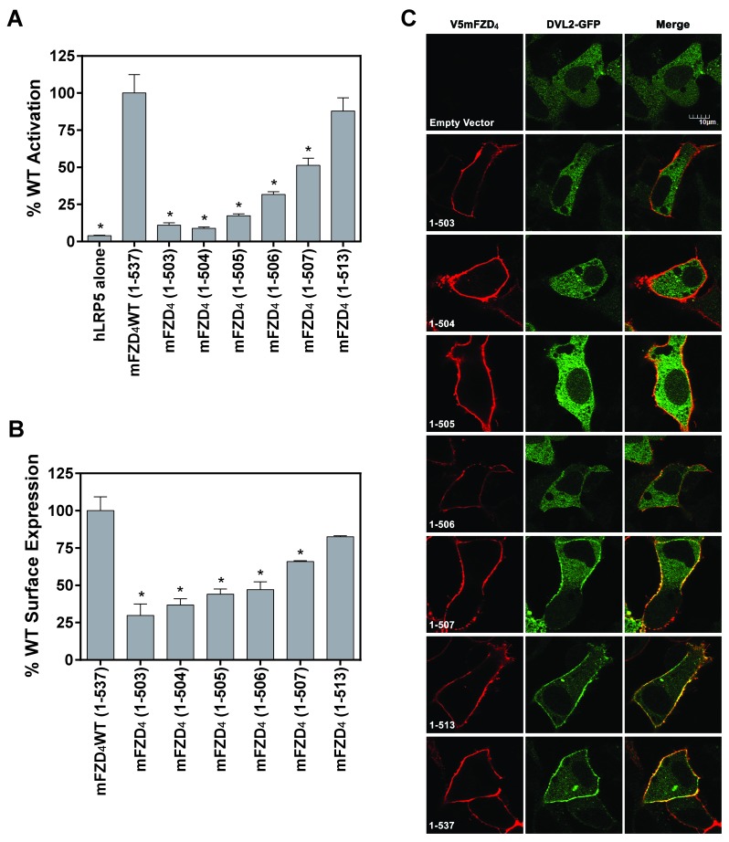 Frizzled-4 C-terminus Distal to KTXXXW Motif is Essential for Normal Dishevelled Recruitment and Norrin-stimulated Activation of Lef/Tcf-dependent Transcriptional Activation.