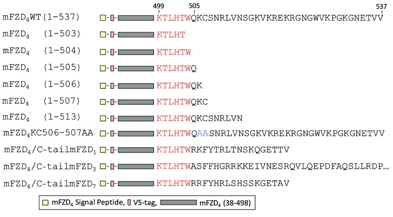 Frizzled-4 C-terminus Distal to KTXXXW Motif is Essential for Normal Dishevelled Recruitment and Norrin-stimulated Activation of Lef/Tcf-dependent Transcriptional Activation.