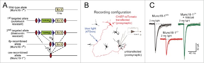 The conditional KO approach: Cre/Lox technology in human neurons.