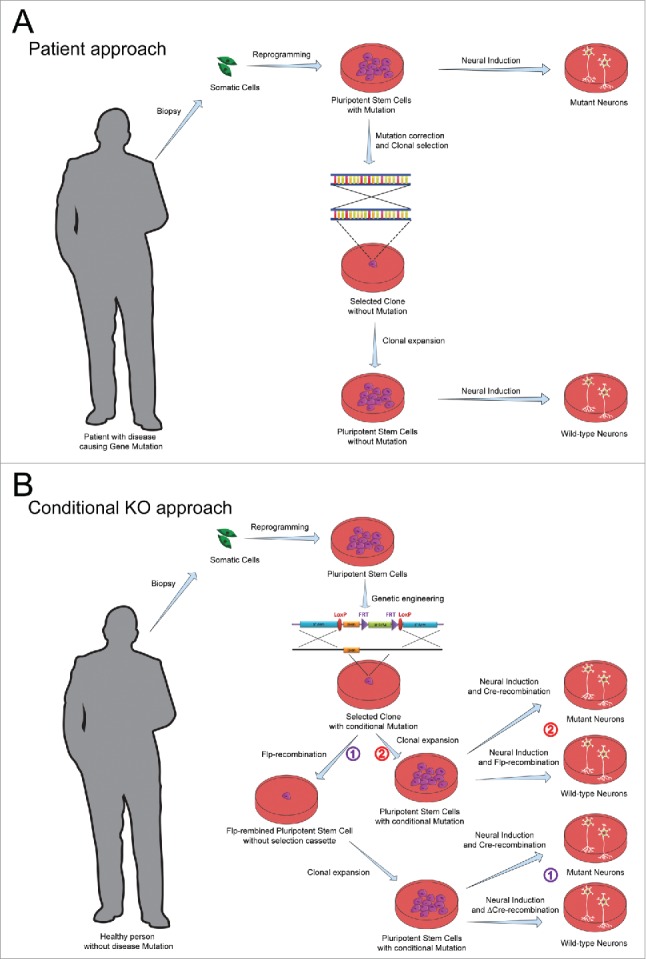 The conditional KO approach: Cre/Lox technology in human neurons.