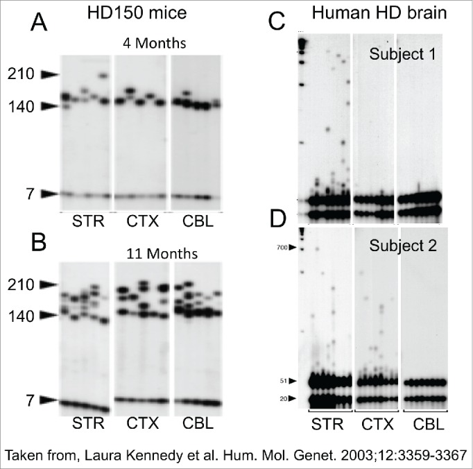 Problems and solutions for the analysis of somatic CAG repeat expansion and their relationship to Huntington's disease toxicity.