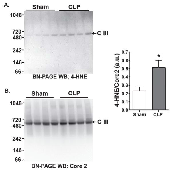 Renal Mitochondrial Lipid Peroxidation during Sepsis.