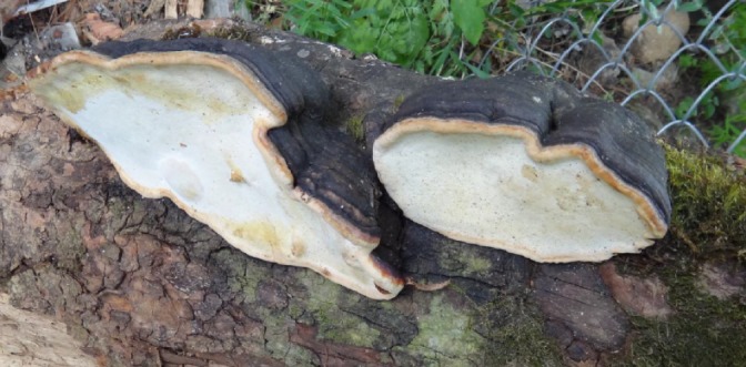 Identification of Potential Anticancer Activities of Novel Ganoderma lucidum Extracts Using Gene Expression and Pathway Network Analysis.
