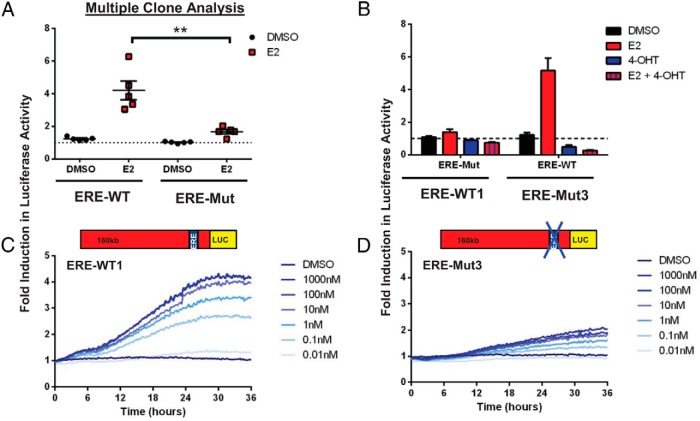 Role of Estrogen Response Element in the Human Prolactin Gene: Transcriptional Response and Timing.
