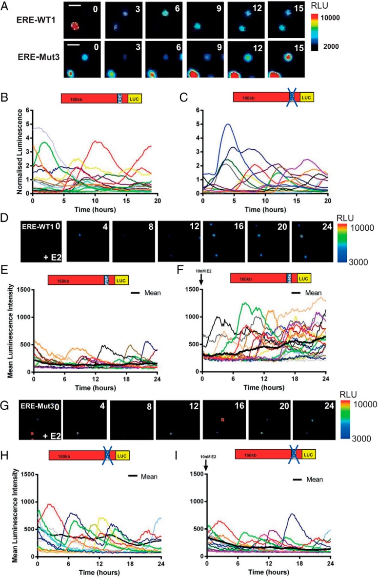 Role of Estrogen Response Element in the Human Prolactin Gene: Transcriptional Response and Timing.