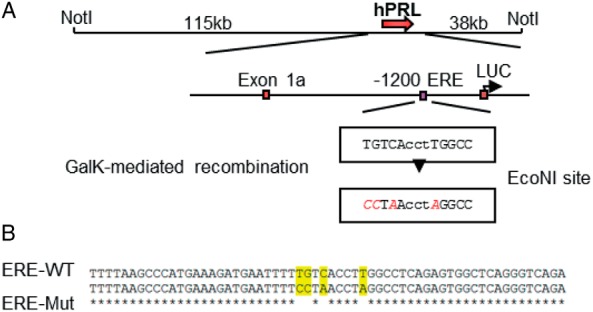 Role of Estrogen Response Element in the Human Prolactin Gene: Transcriptional Response and Timing.