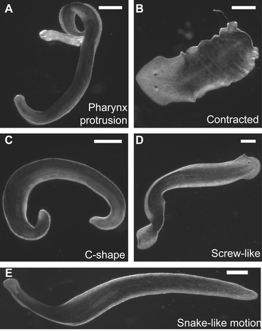 Planarian brain regeneration as a model system for developmental neurotoxicology.