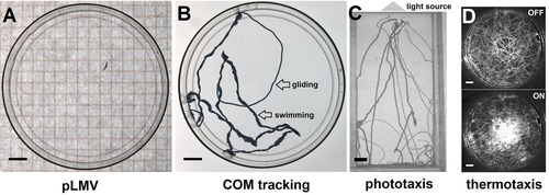 Planarian brain regeneration as a model system for developmental neurotoxicology.