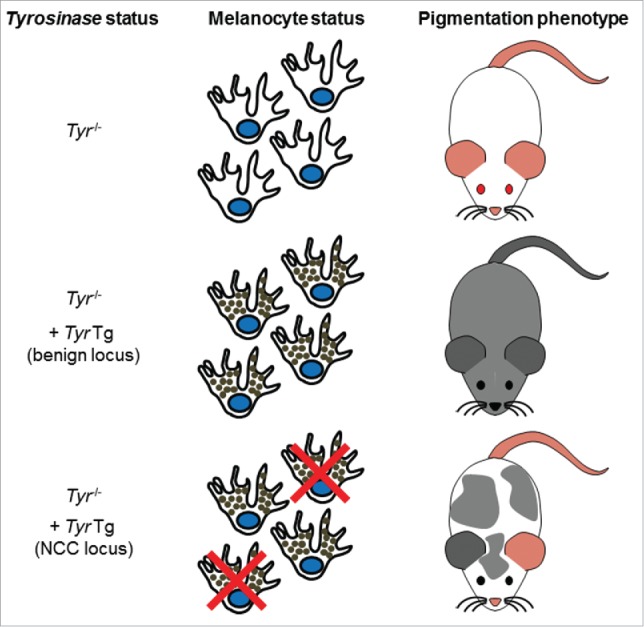 Pigmentation-based insertional mutagenesis is a simple and potent screening approach for identifying neurocristopathy-associated genes in mice.