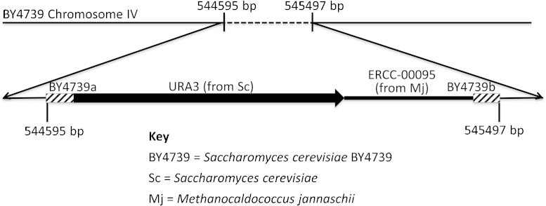 Evaluation of microbial qPCR workflows using engineered Saccharomyces cerevisiae