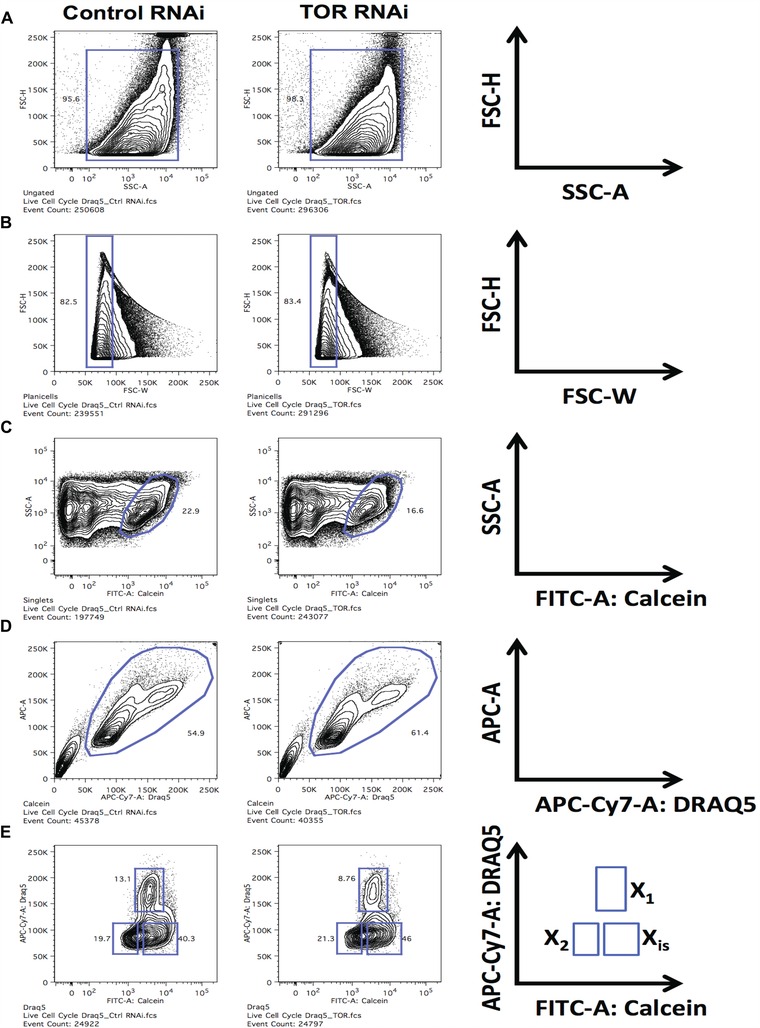 Alternative flow cytometry strategies to analyze stem cells and cell death in planarians.