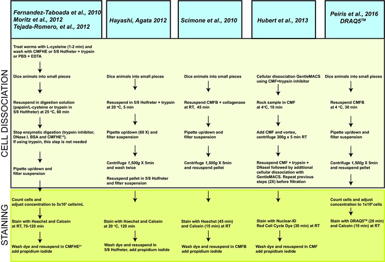 Alternative flow cytometry strategies to analyze stem cells and cell death in planarians.