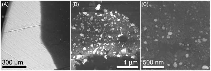 Antimicrobial properties and dental pulp stem cell cytotoxicity using carboxymethyl cellulose-silver nanoparticles deposited on titanium plates.