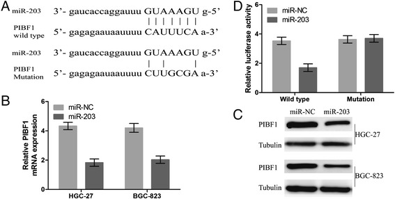 MicroRNA-203 suppresses gastric cancer growth by targeting PIBF1/Akt signaling.