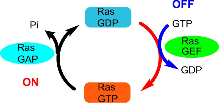 Biomarkers and Targeted Therapy in Pancreatic Cancer.