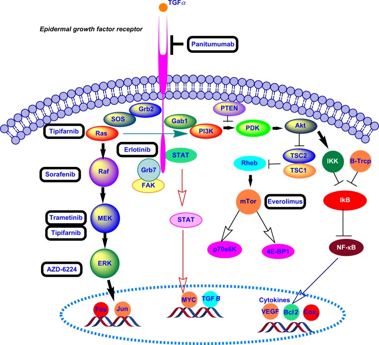 Biomarkers and Targeted Therapy in Pancreatic Cancer.