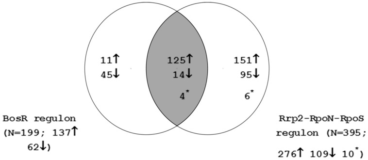 Microarray-Based Comparative Genomic and Transcriptome Analysis of Borrelia burgdorferi.