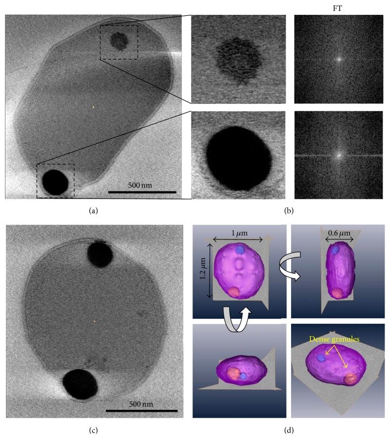 Discovery and Characterization of Iron Sulfide and Polyphosphate Bodies Coexisting in Archaeoglobus fulgidus Cells.