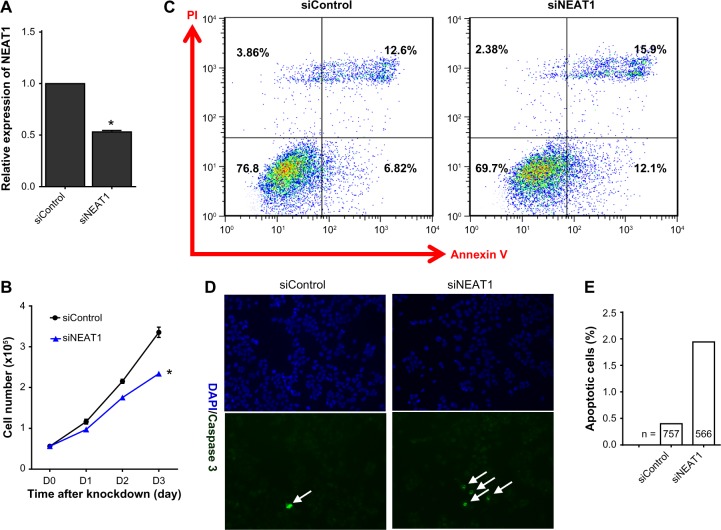 NEAT1 is Required for Survival of Breast Cancer Cells Through FUS and miR-548.