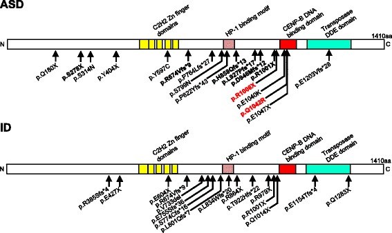 De novo POGZ mutations in sporadic autism disrupt the DNA-binding activity of POGZ.