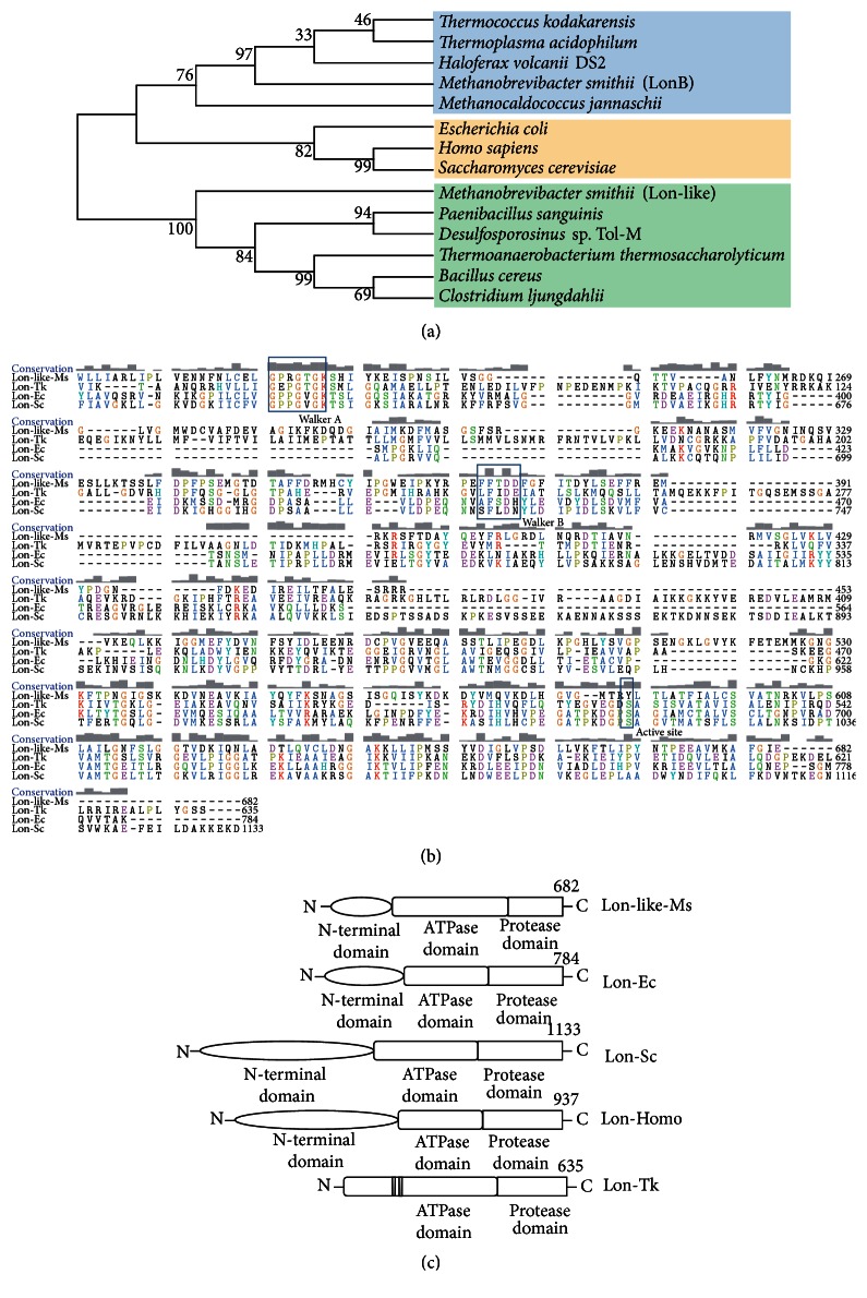 Characterization of the ATP-Dependent Lon-Like Protease in Methanobrevibacter smithii.