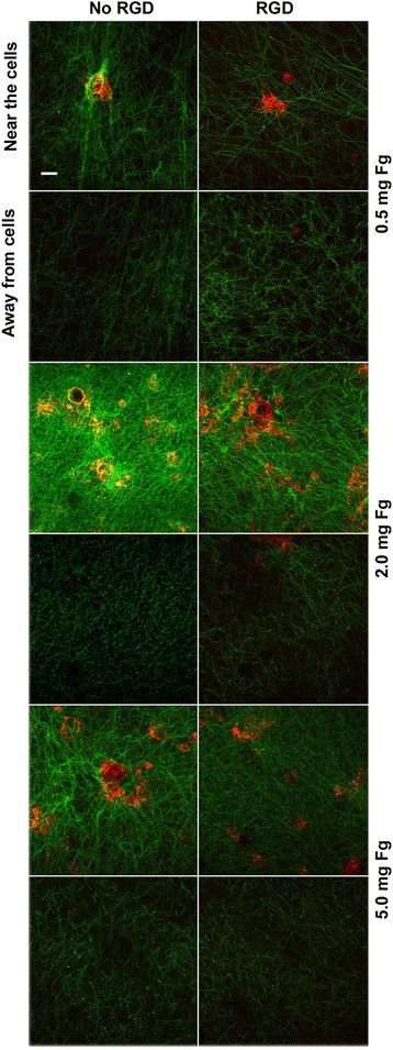 Endothelial fibrinolytic response onto an evolving matrix of fibrin.