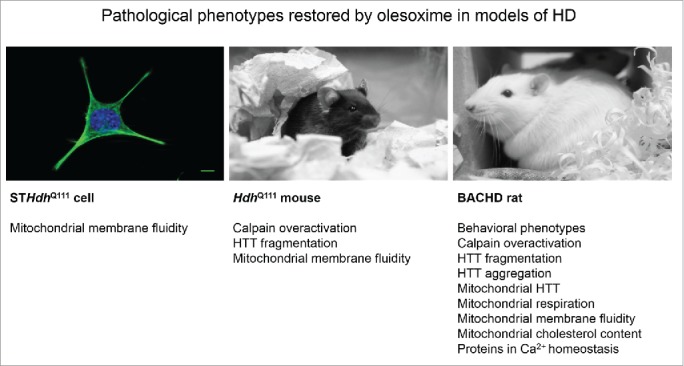 The calpain-suppressing effects of olesoxime in Huntington's disease.