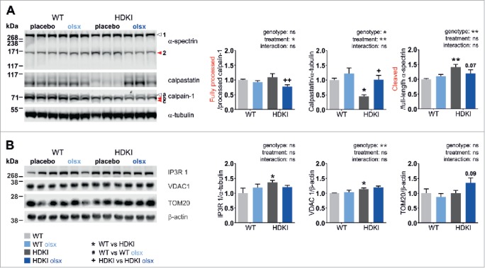 The calpain-suppressing effects of olesoxime in Huntington's disease.