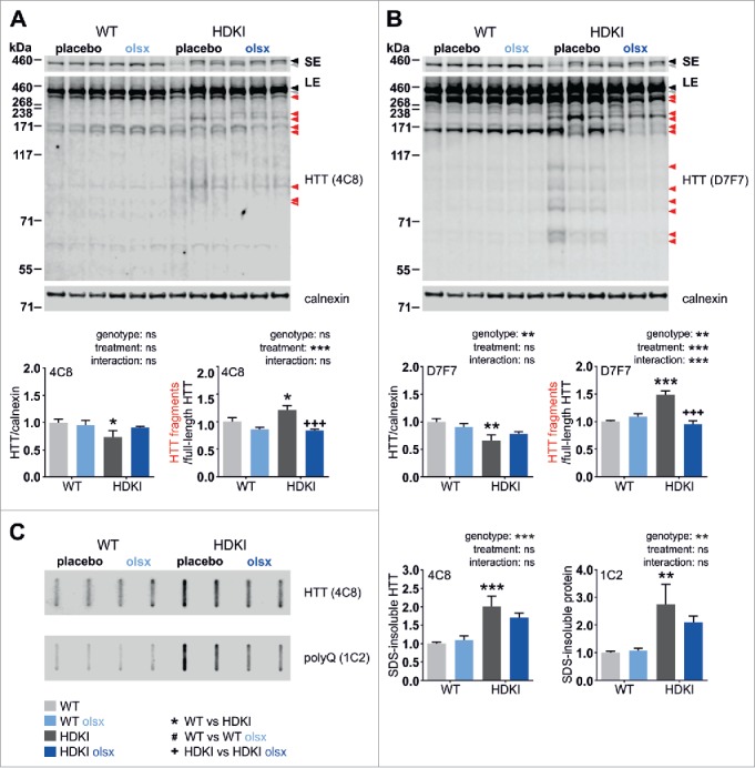 The calpain-suppressing effects of olesoxime in Huntington's disease.