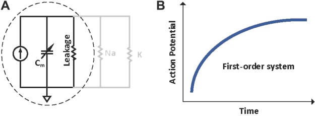 A Unified Frequency Domain Model to Study the Effect of Demyelination on Axonal Conduction.