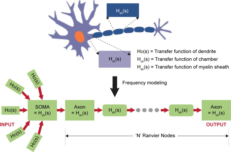 A Unified Frequency Domain Model to Study the Effect of Demyelination on Axonal Conduction.