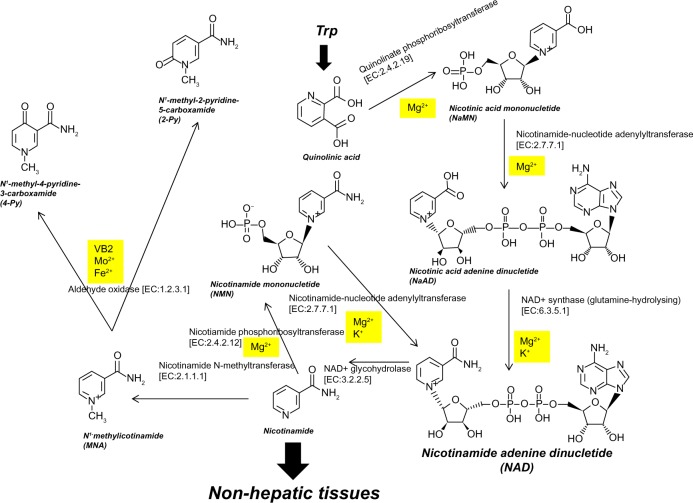 Organ Correlation with Tryptophan Metabolism Obtained by Analyses of TDO-KO and QPRT-KO Mice.