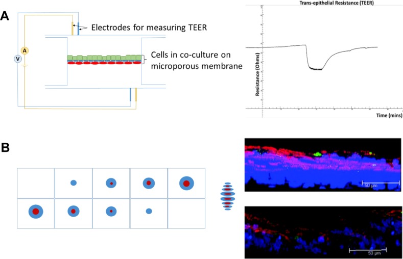 Lung-On-A-Chip Technologies for Disease Modeling and Drug Development.