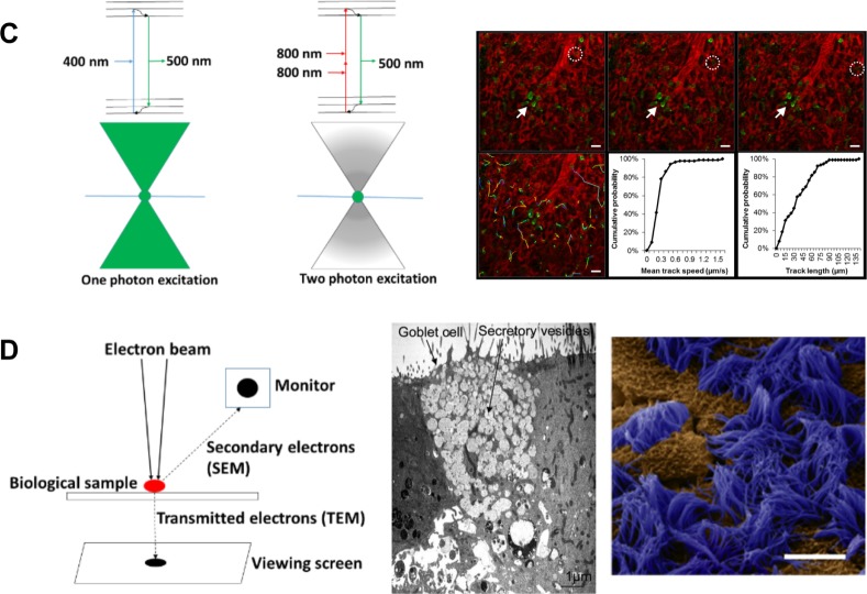 Lung-On-A-Chip Technologies for Disease Modeling and Drug Development.