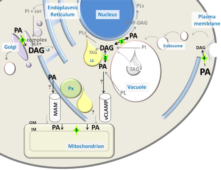 Tracking Diacylglycerol and Phosphatidic Acid Pools in Budding Yeast.