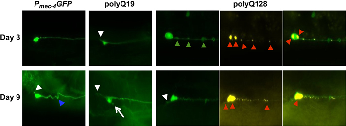 Morphological remodeling of C. elegans neurons during aging is modified by compromised protein homeostasis