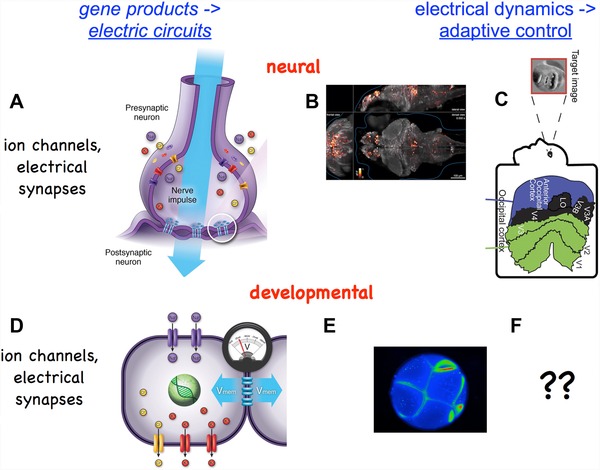 Physiological controls of large-scale patterning in planarian regeneration: a molecular and computational perspective on growth and form.