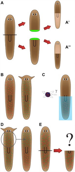 Physiological controls of large-scale patterning in planarian regeneration: a molecular and computational perspective on growth and form.