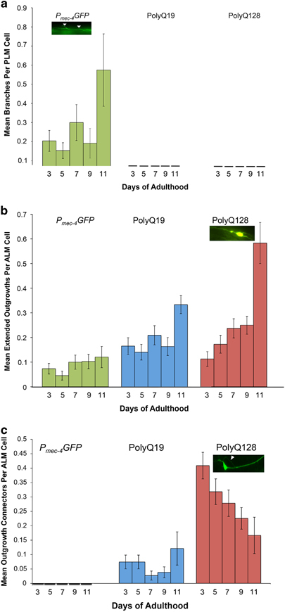 Morphological remodeling of C. elegans neurons during aging is modified by compromised protein homeostasis