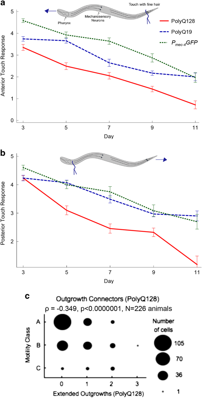 Morphological remodeling of C. elegans neurons during aging is modified by compromised protein homeostasis