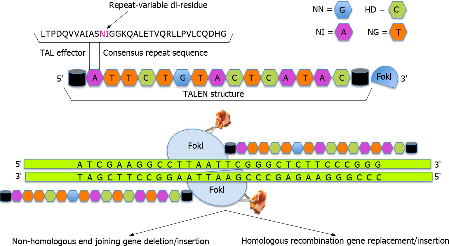 Gene editing for corneal disease management.