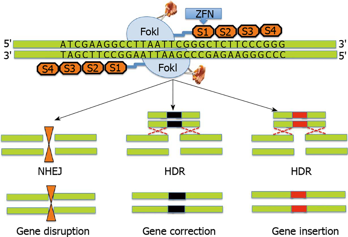 Gene editing for corneal disease management.