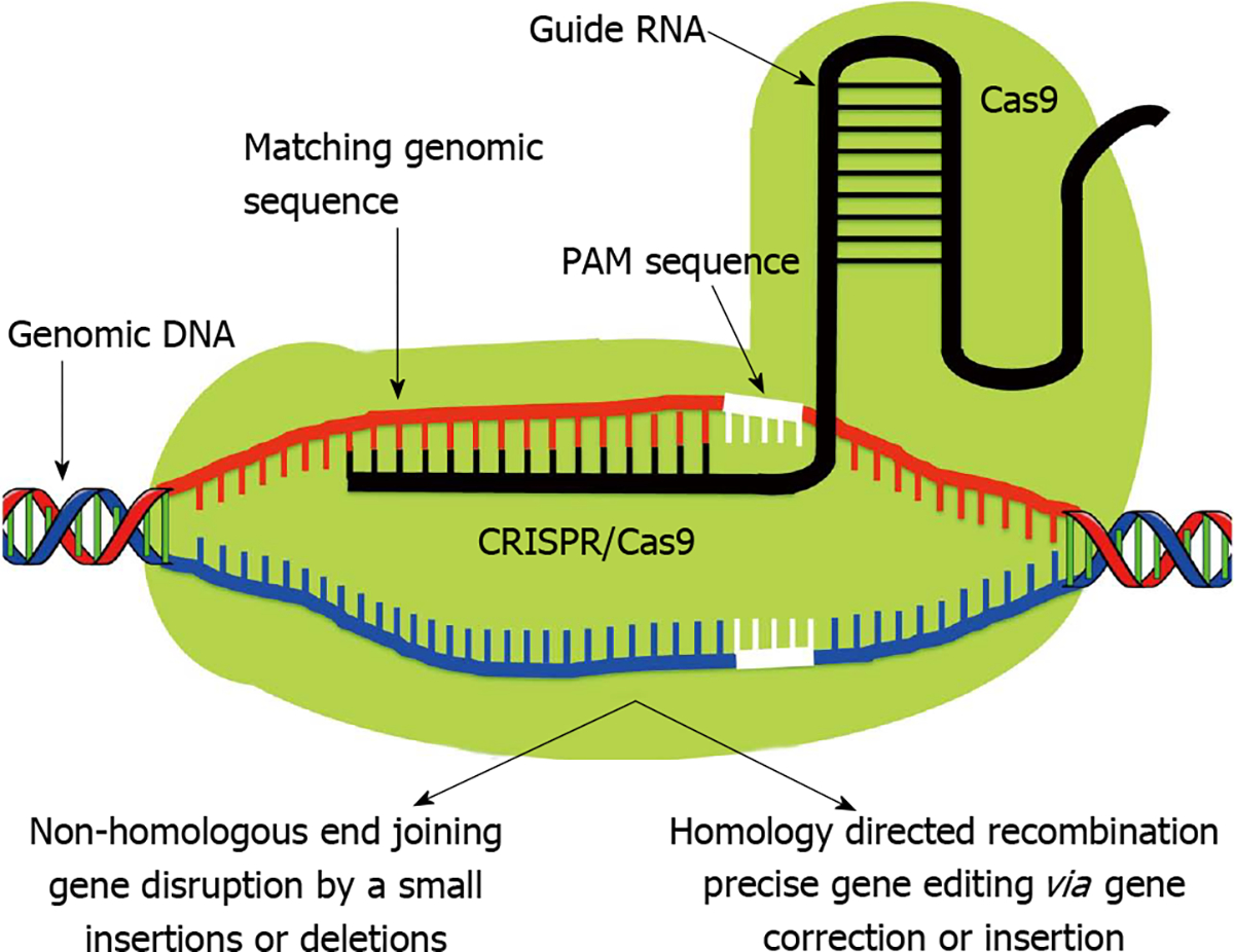 Gene editing for corneal disease management.