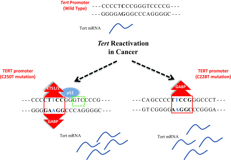 Reactivation of telomerase in cancer.