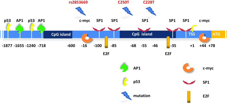 Reactivation of telomerase in cancer.