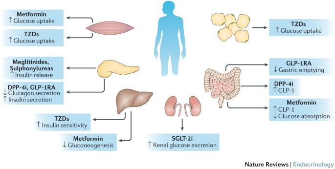 Pharmacogenomics in diabetes mellitus: insights into drug action and drug discovery