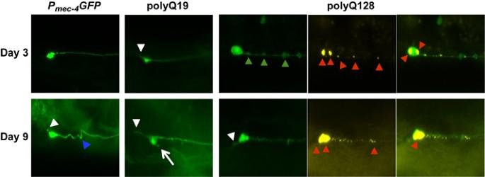 Morphological remodeling of C. elegans neurons during aging is modified by compromised protein homeostasis