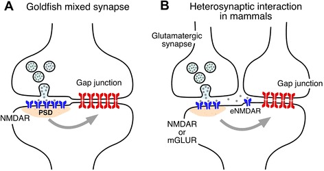 Activity-dependent plasticity of electrical synapses: increasing evidence for its presence and functional roles in the mammalian brain.